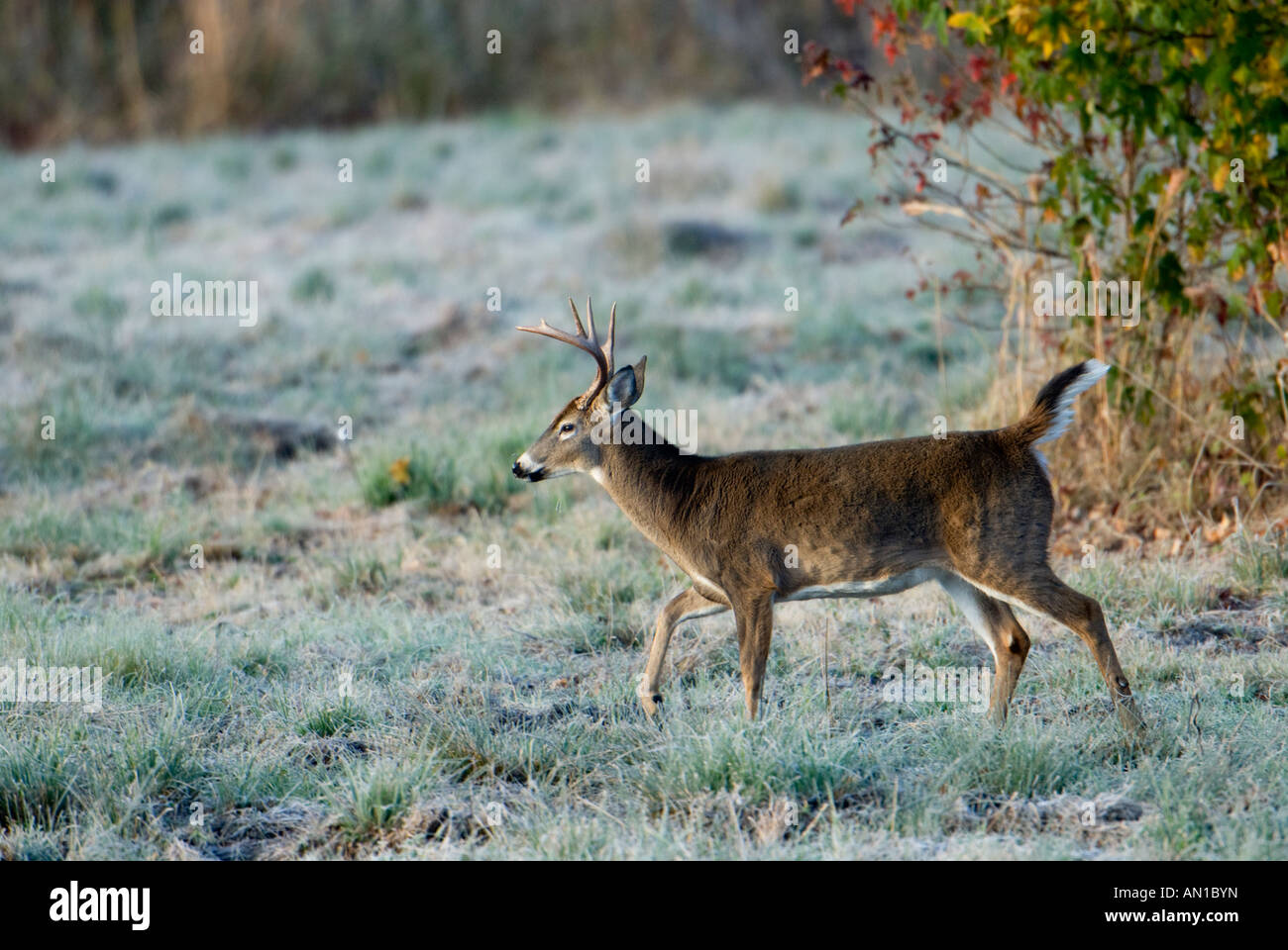 Broadside view of an 8-point buck running Stock Photo