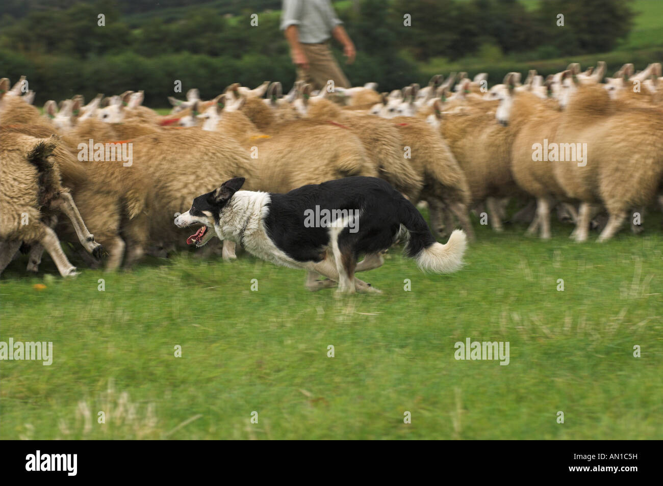 Collie dog rounding sheep up Stock Photo