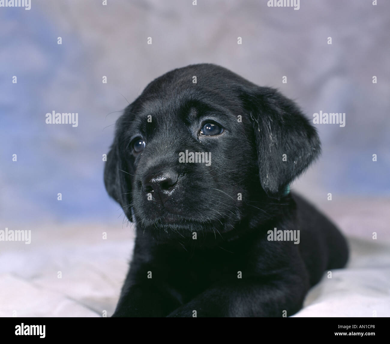 Black Labrador Retriever Puppy 5 1 2 Weeks Old Studio Stock Photo Alamy