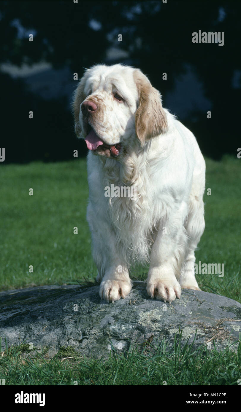 CLUMBER SPANIEL FRONT VIEW STANDING WALES ENGLAND Stock Photo