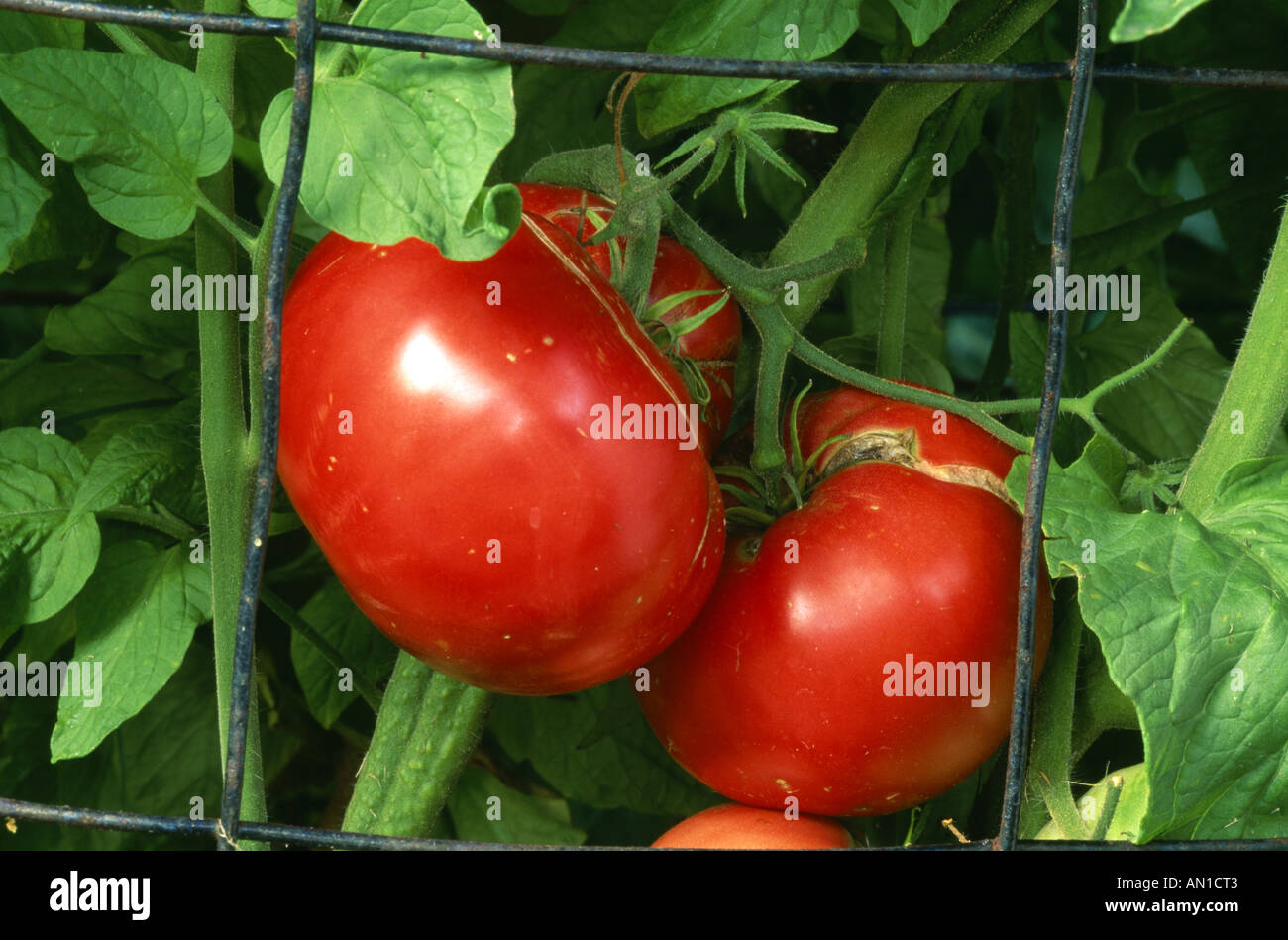New jersey tomato hires stock photography and images Alamy