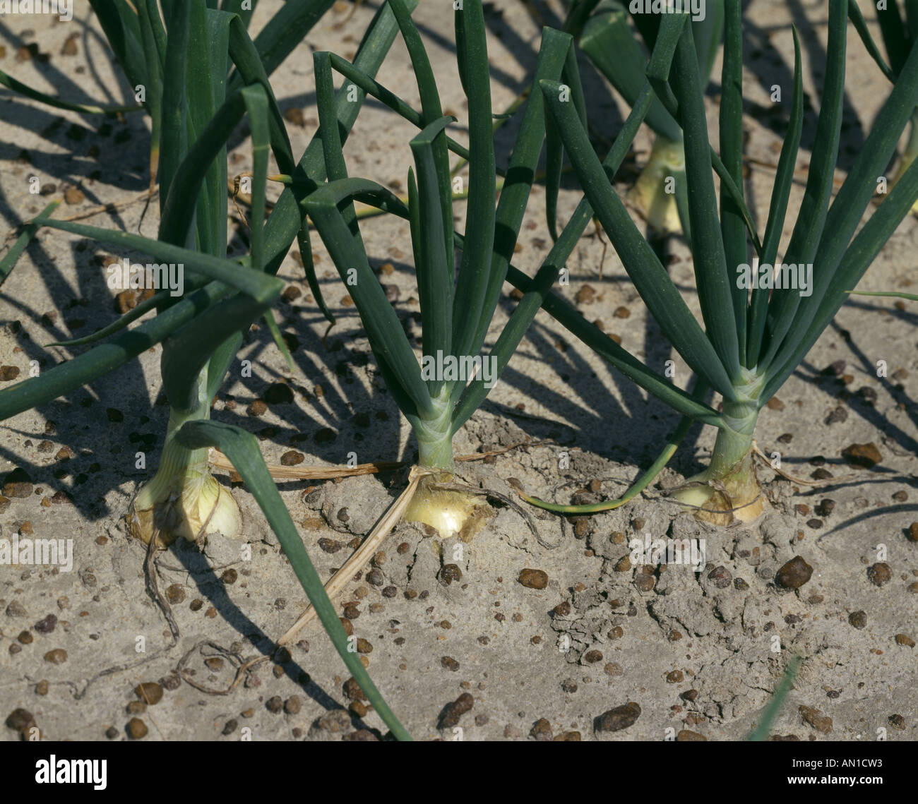 Onion sprouting soil hires stock photography and images Alamy
