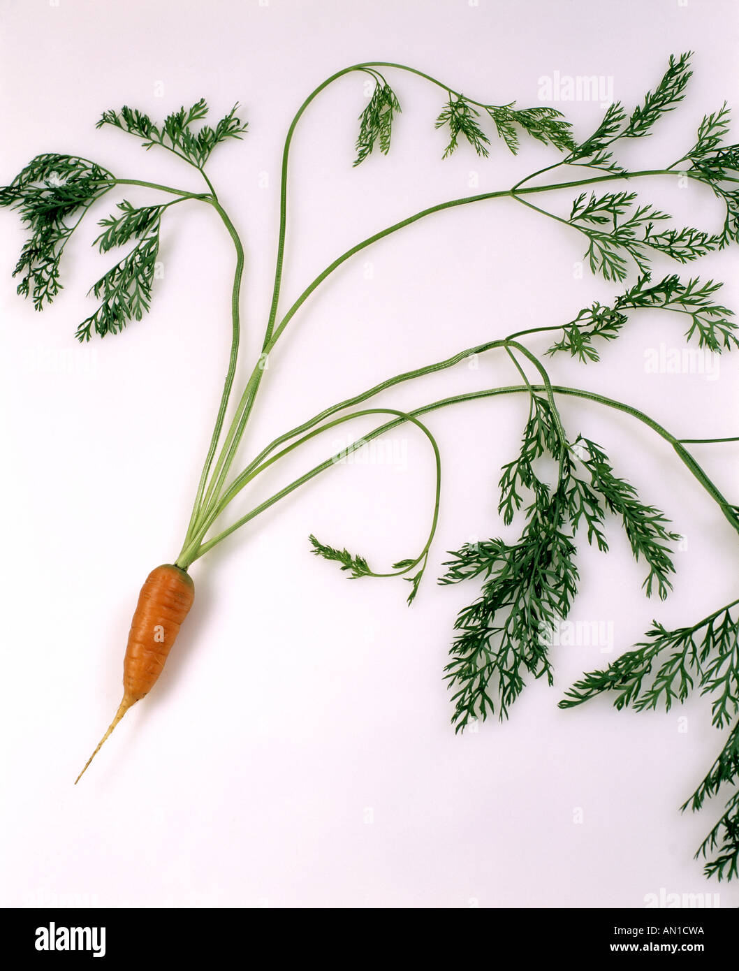 CARROT DAUCUS CAROTA RED CORED CHANTENAY MATURE CARROT SHOWS ROOT STEM AND LEAVES MATURES IN 70 DAYS ORGANICALLY GROWN STUDIO GA Stock Photo