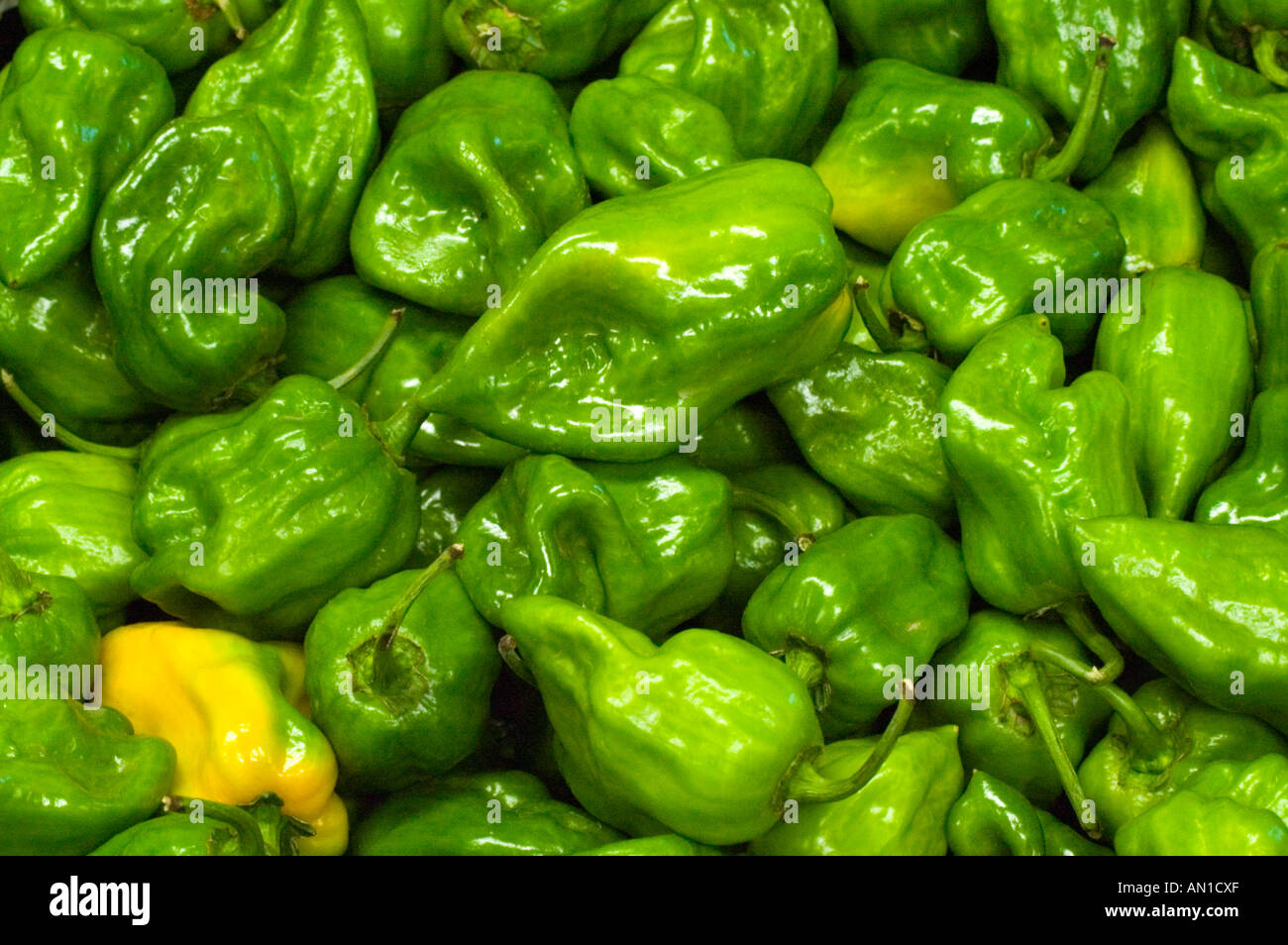 Habaneros peppers on display at a farm market in northern Illinois USA Stock Photo