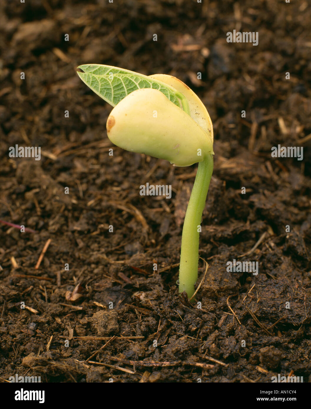 LIMA BEAN FLORIDA SPECKLED BUTTER POLE LIMA SHOWS COTYLEDONS AND