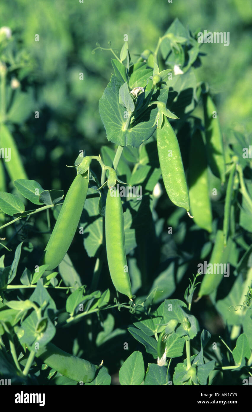 CLOSE UP OF PEA PODS GROWING ON PLANT OREGON Stock Photo