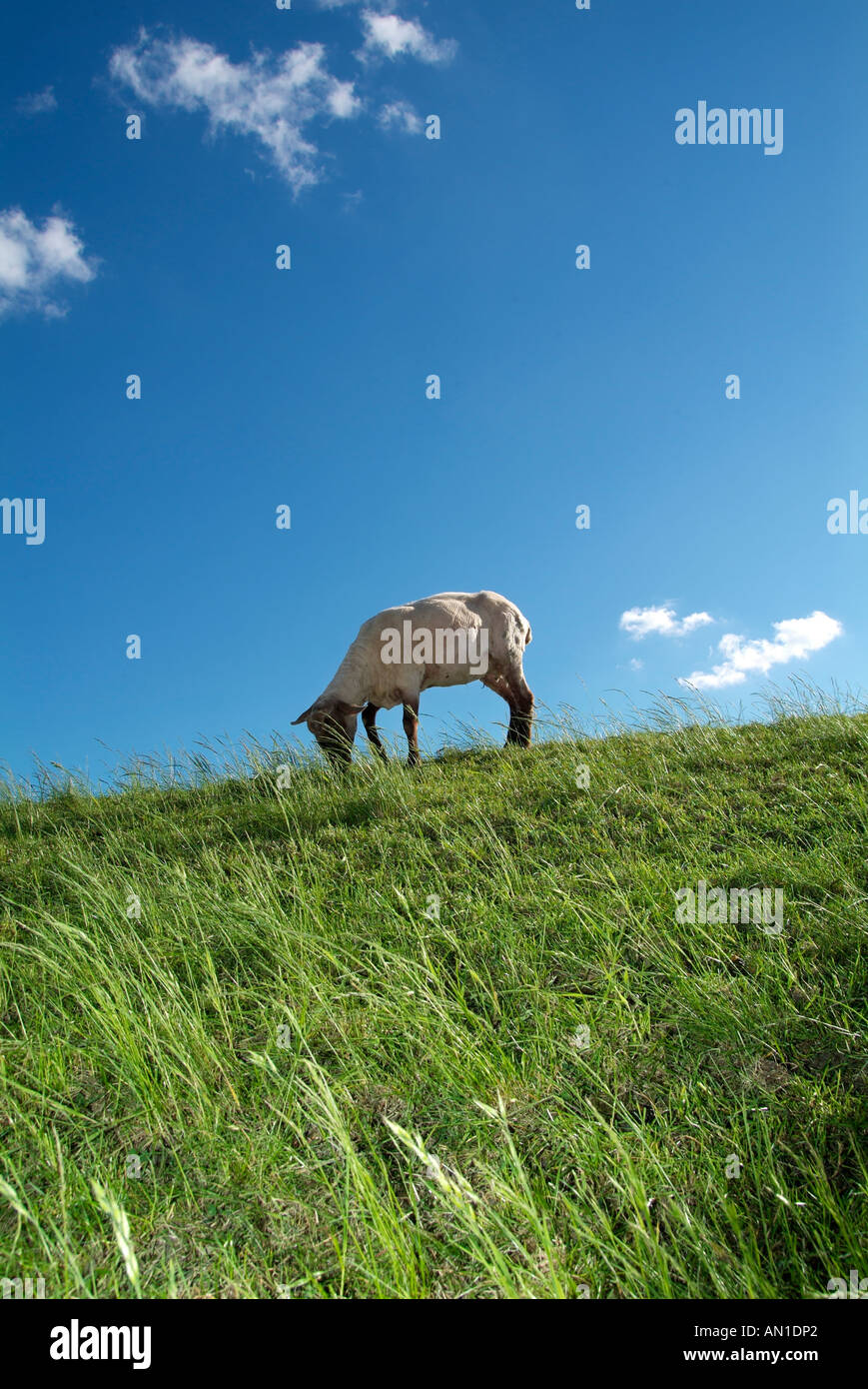 Landmark of Hamburg, Germany, northern Europe, sheeps on a dyke meadow nature outdoor Stock Photo