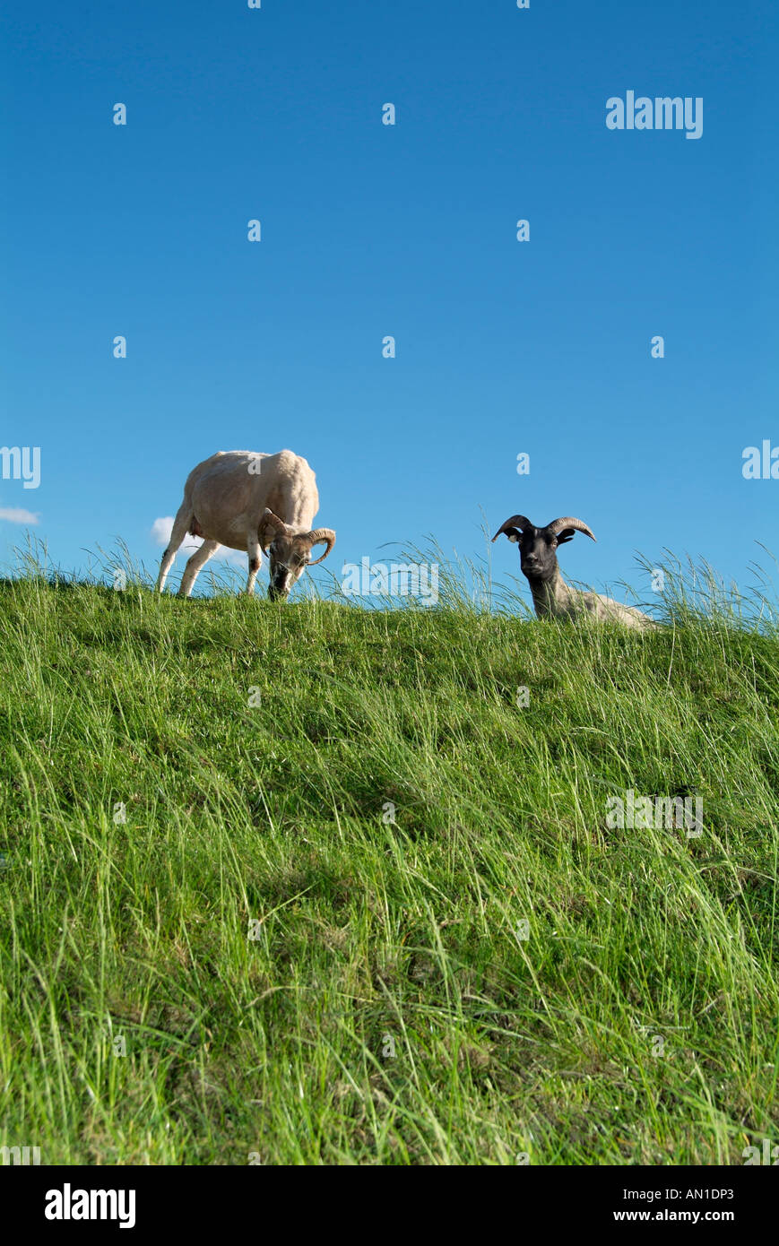 Landmark of Hamburg, Germany, northern Europe, sheeps on a dyke meadow nature outdoor Stock Photo