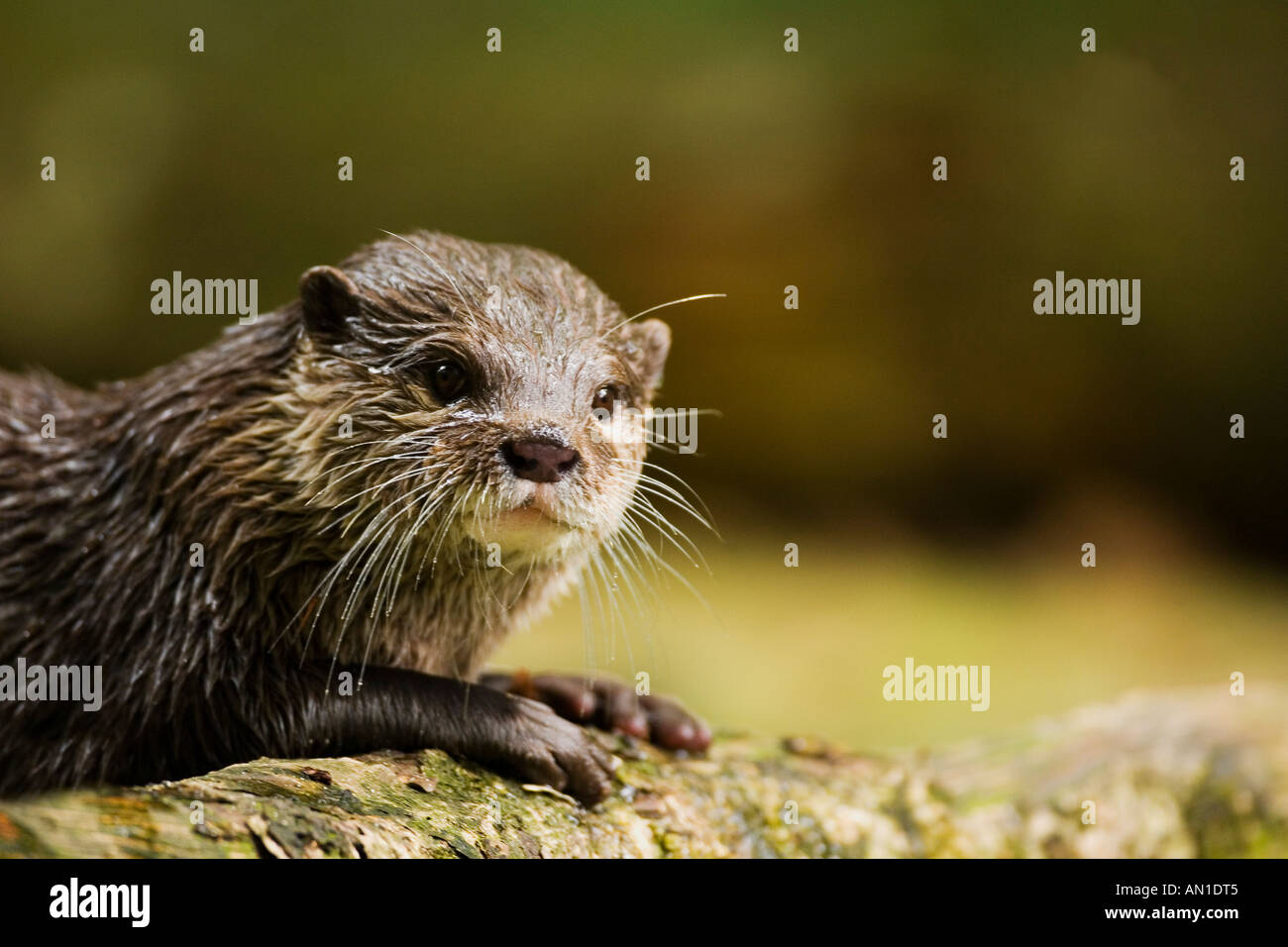 Asian short clawed short-clawed otter portrait close-up close up closeup Amblonyx Cinereus showing paws Stock Photo