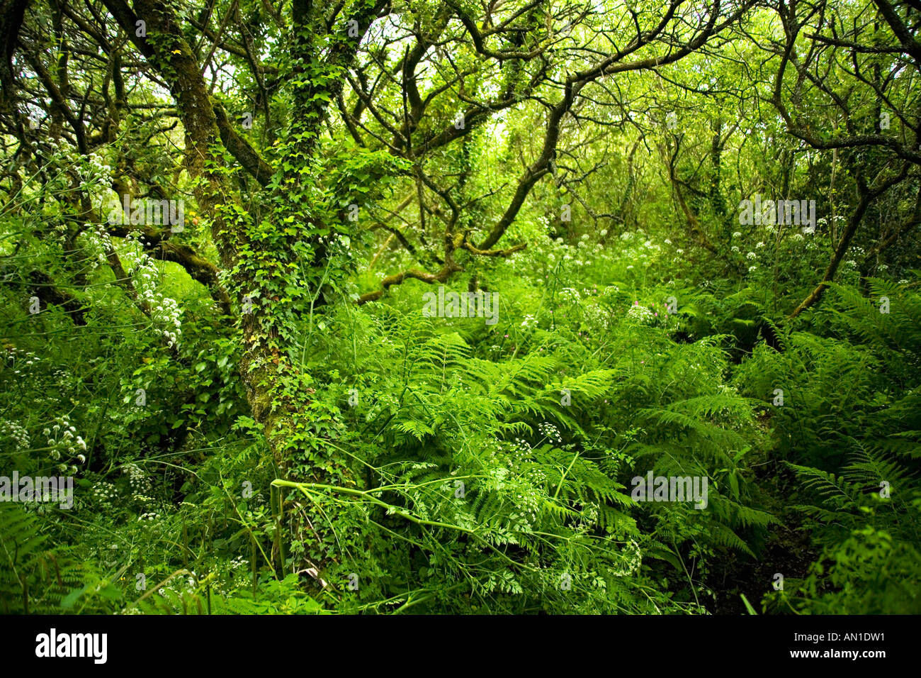Ancient woodland with ferns mosses lichen near St Madrons Madron's Well and Celtic Chapel West Penwith Cornwall UK England Stock Photo