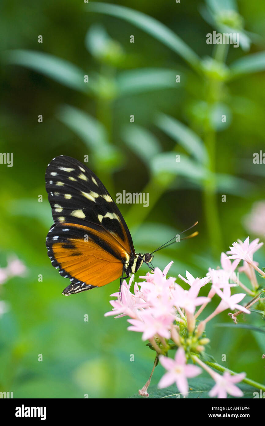 Golden Helicon butterfly Heliconius hecaleat Berkeley Castle Butterfly sanctuary Glos