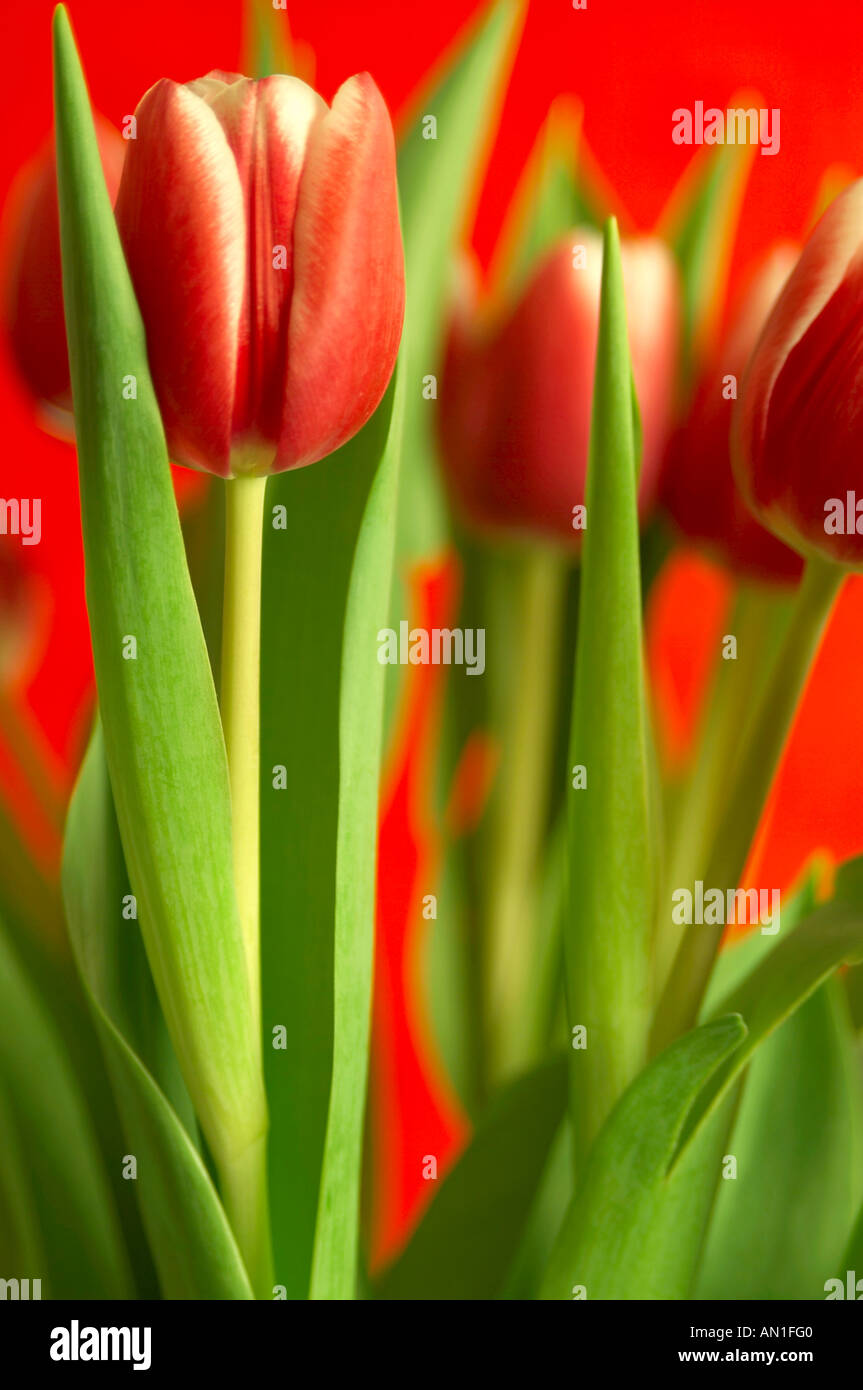 flowers creative red Tulips close-up Stock Photo