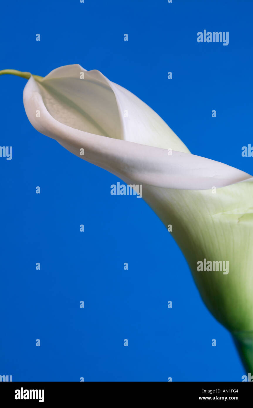 flowers creative Calla Blume Stock Photo