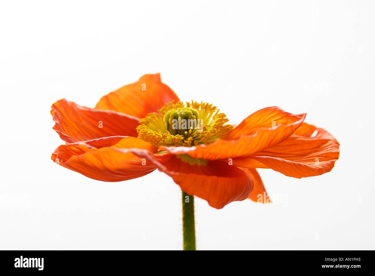 close-up of a Papaveraceae, poppy seed, poppyflowers Stock Photo