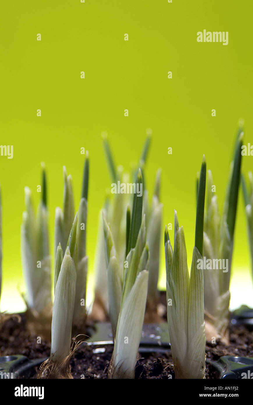 seedling agriculture Stock Photo