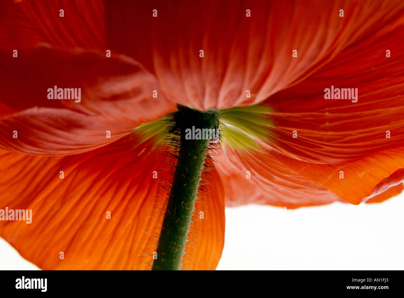 close-up of a Papaveraceae, poppy seed, poppyflowers Stock Photo