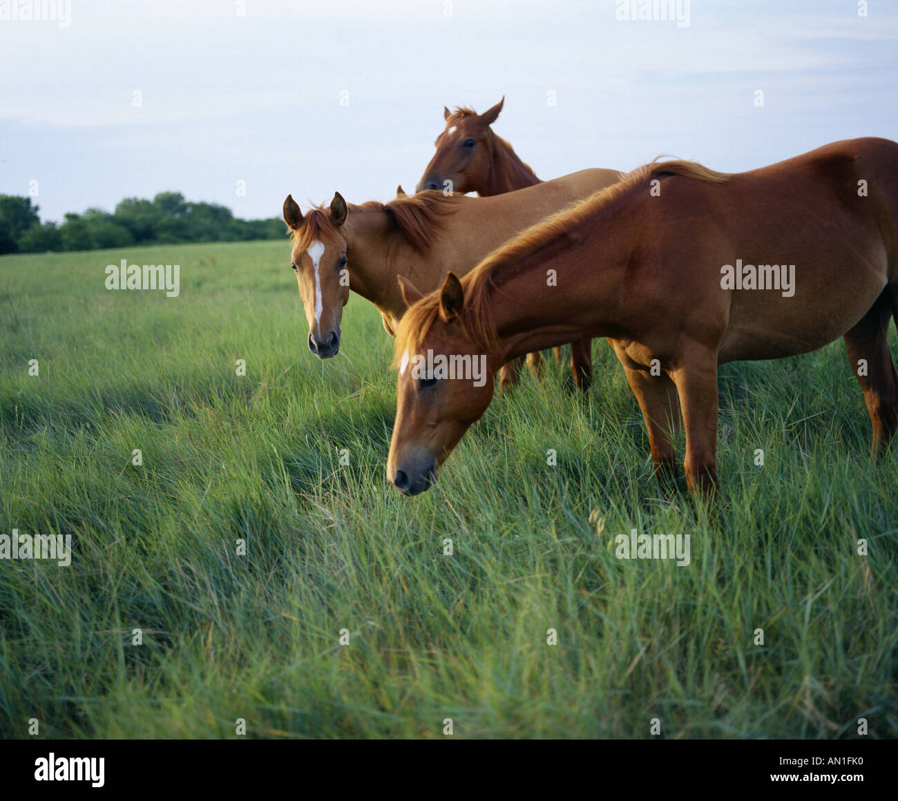 HORSES GRAZING IN LUSH GRASS KANSAS Stock Photo Alamy