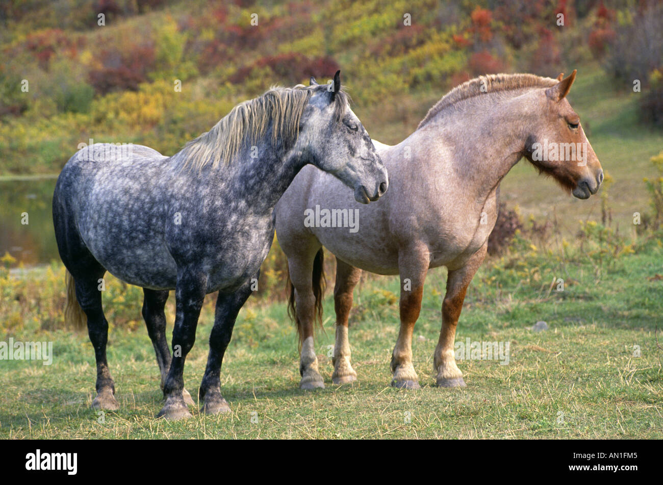 BLUE ROAN STRAWBERRY ROAN WORK HORSES PENNSYLVANIA Stock Photo