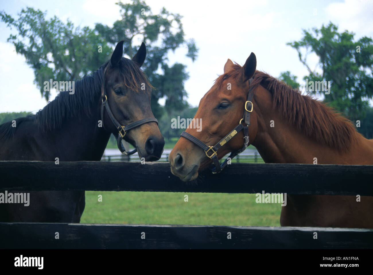 Two horses headshot hi-res stock photography and images - Alamy