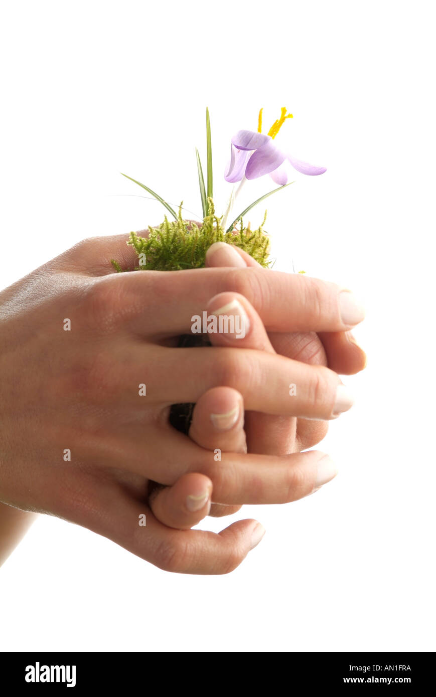 protective, spring, symbolic, botanical, hands Stock Photo