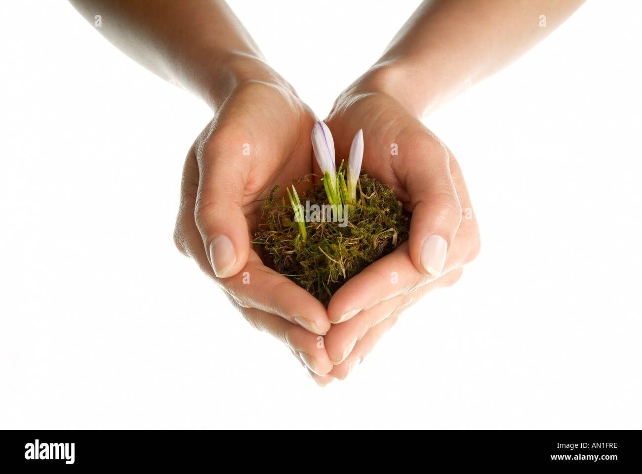 protective, spring, symbolic, botanical, hands Stock Photo