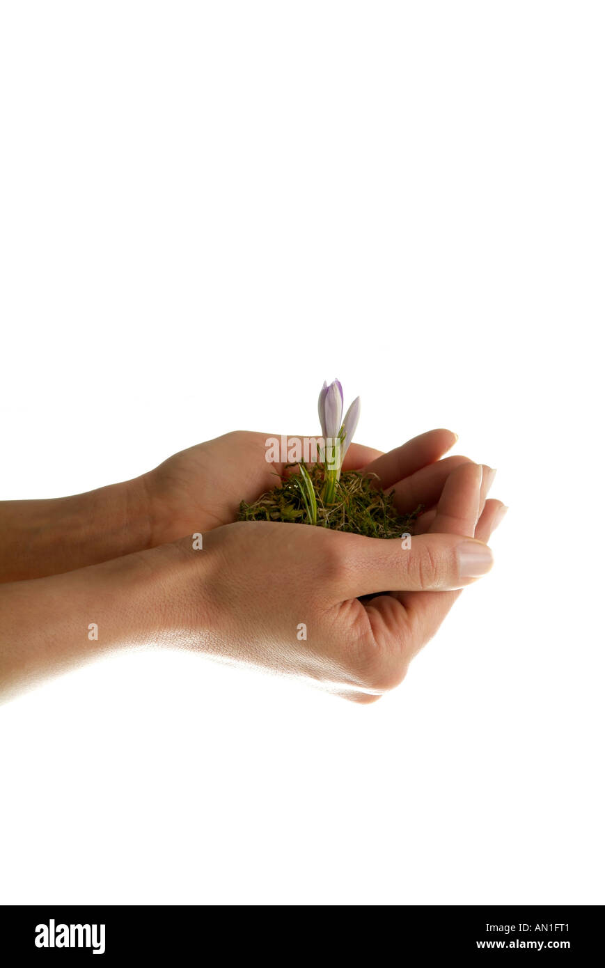 protective, spring, symbolic, botanical, hands Stock Photo