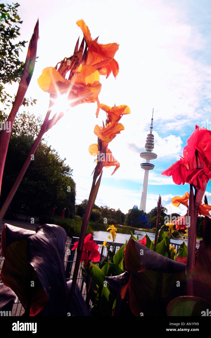 Hamburg, Germany, Europe, Flowers in Front of the TV Tower Stock Photo