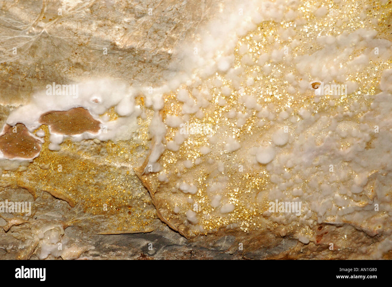 Dry rot fungus fruiting body serpula lacrymans spread onto brickwork from nearby timber Stock