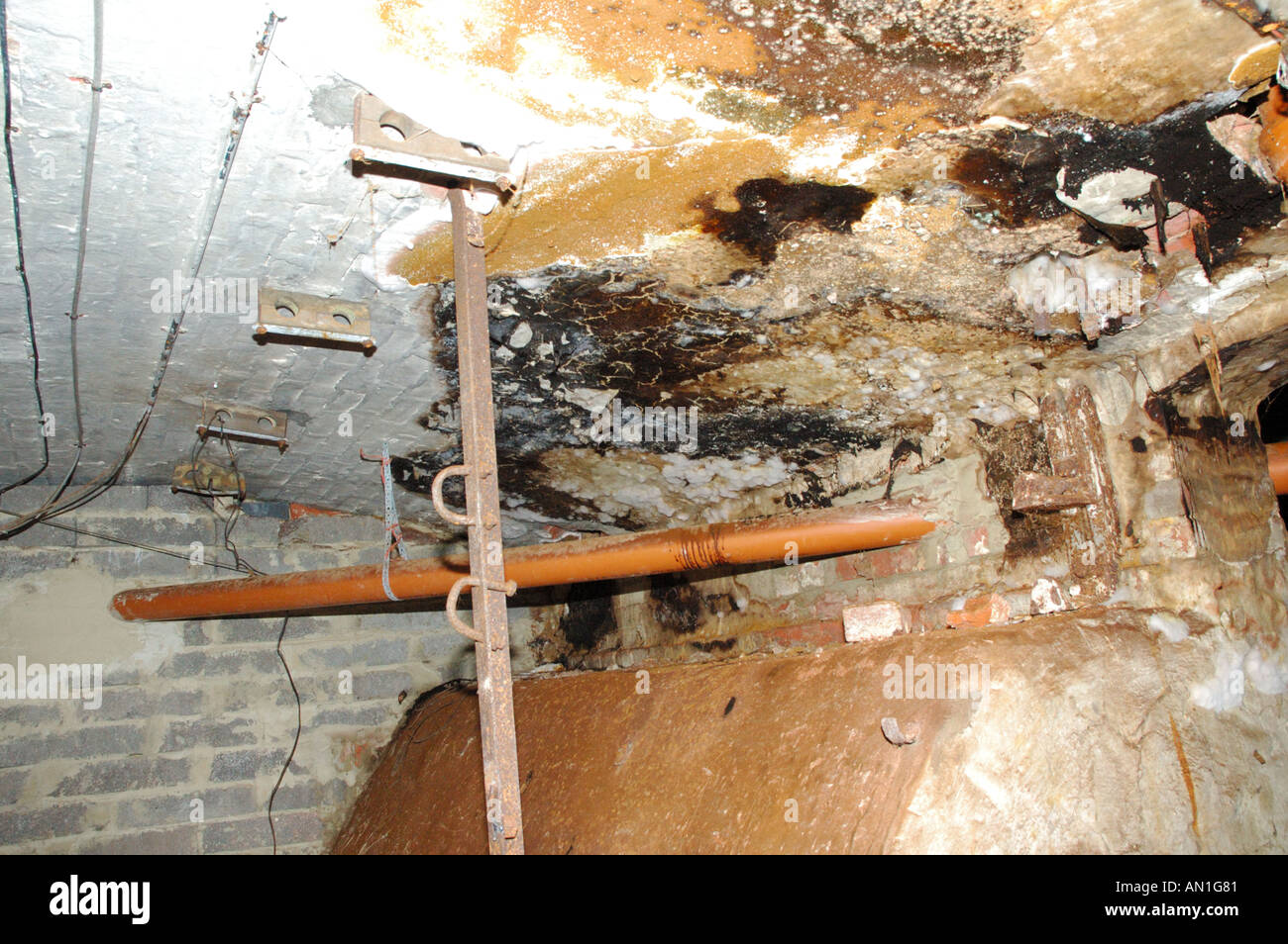 Dry rot fungus fruiting body serpula lacrymans spread onto brickwork from nearby timber poor