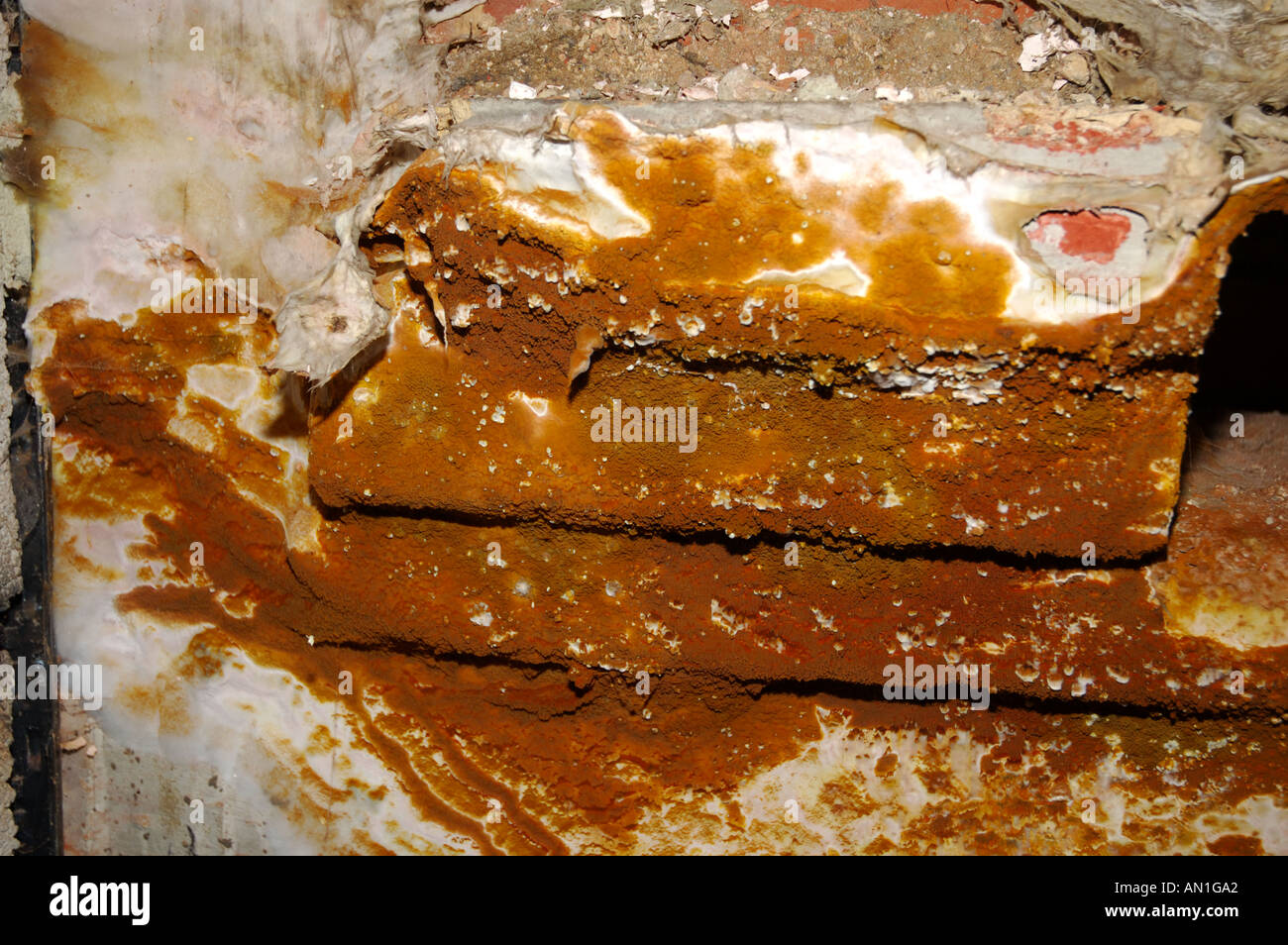 Dry rot fungus fruiting body serpula lacrymans spread onto brickwork from nearby timber Stock