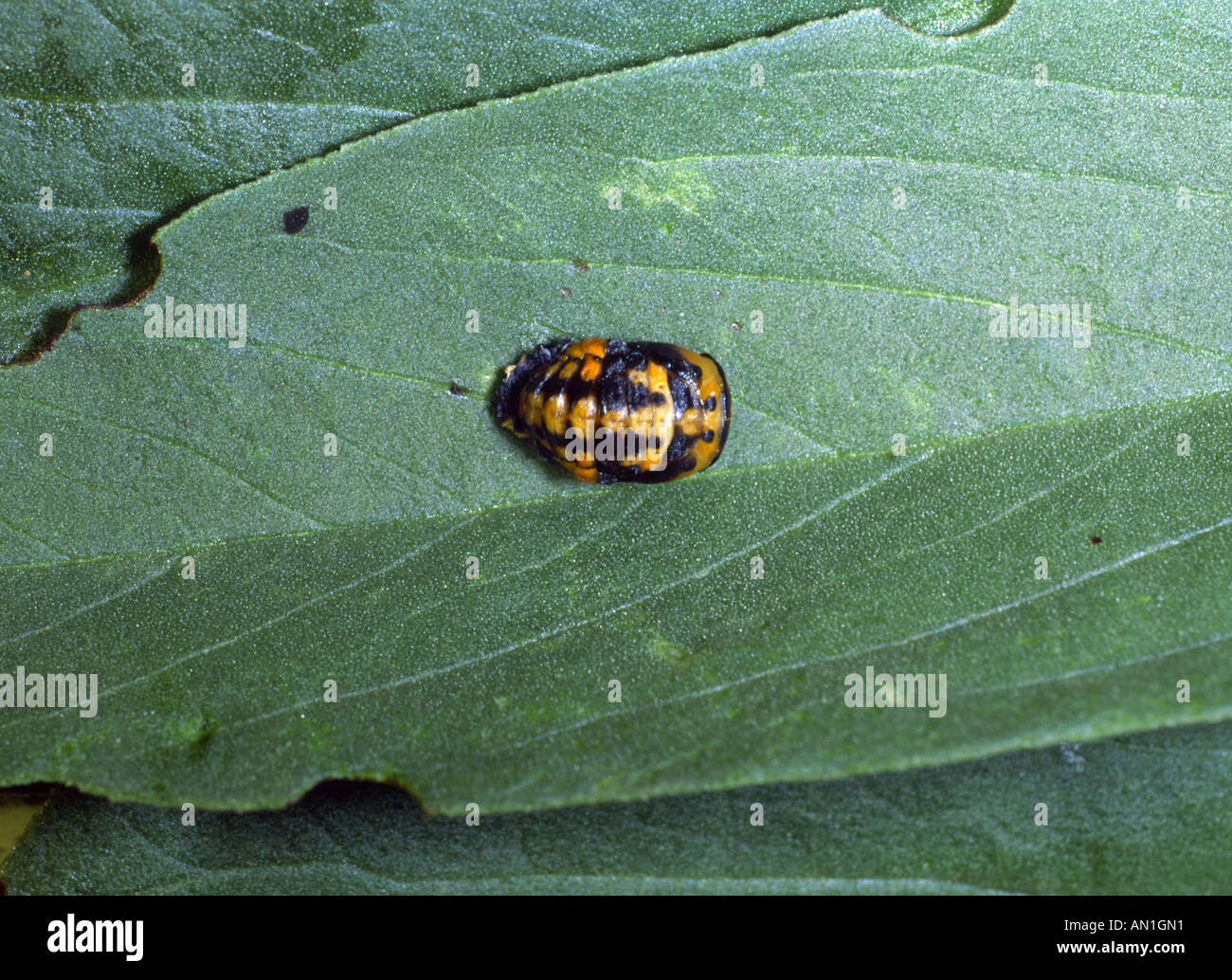 Coccinella septempunctata pupa hi-res stock photography and images - Alamy