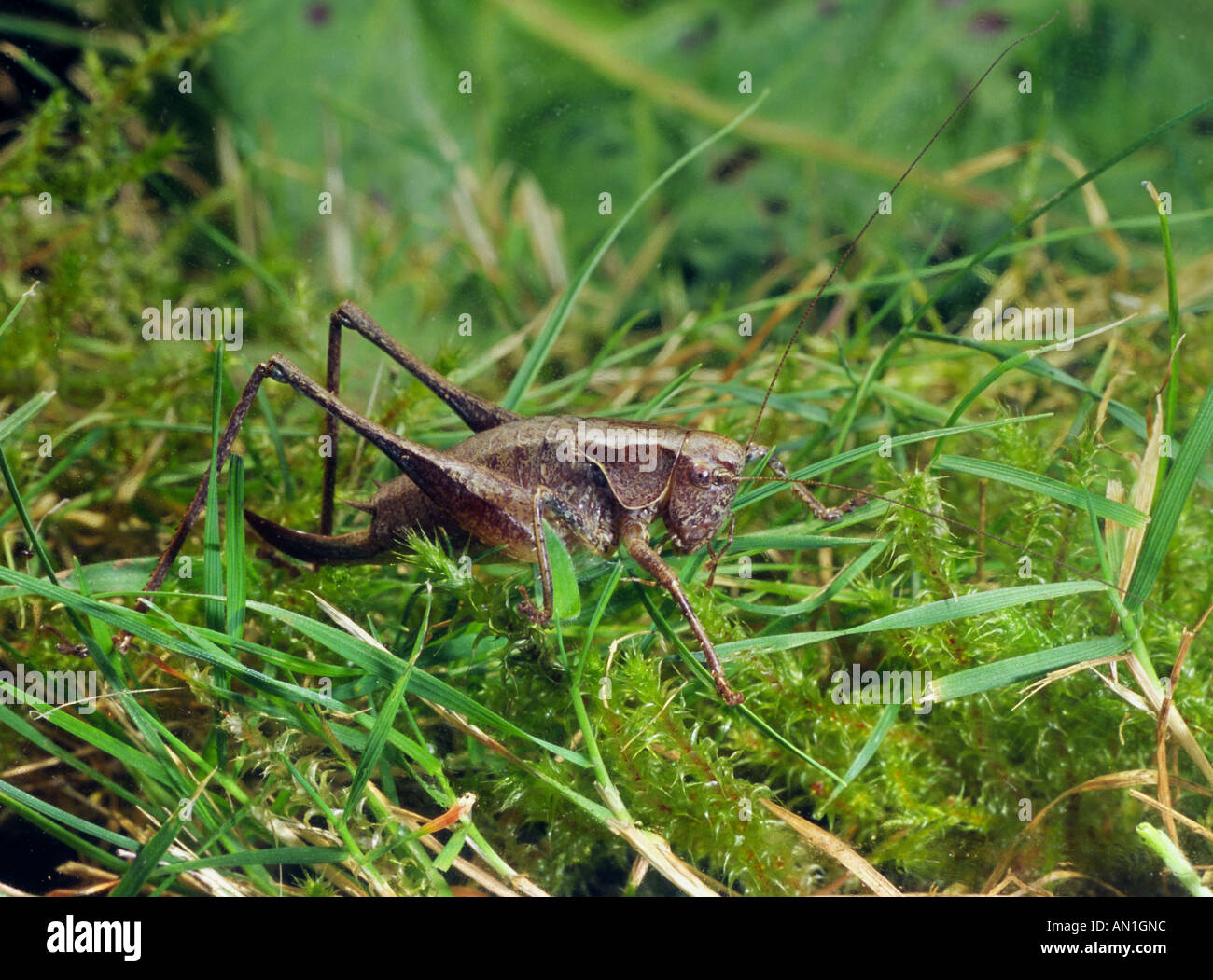 Female Dark Bush Cricket Stock Photo Alamy female-dark-bush-cricket-stock-photo-alamy