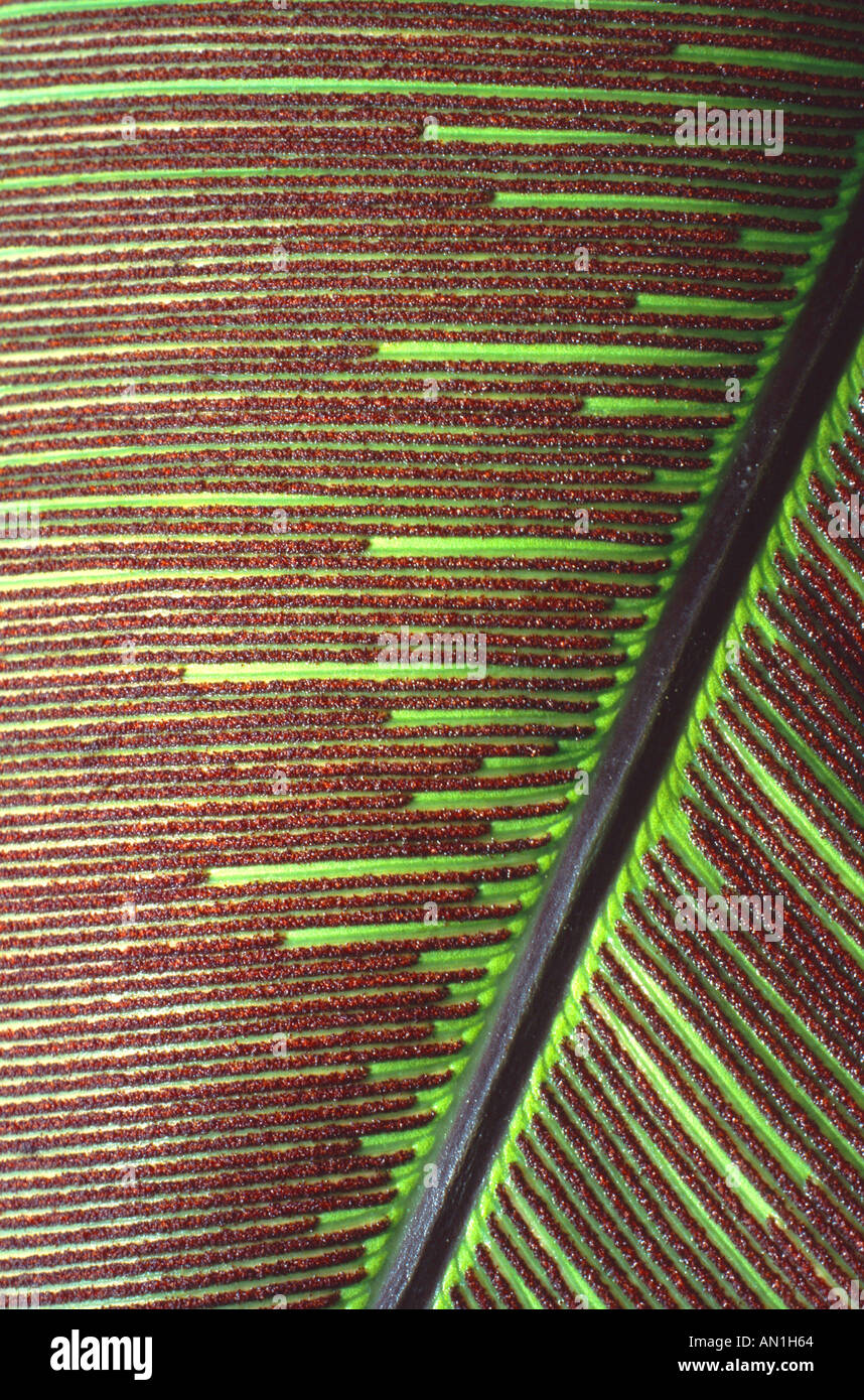 bird's nest fern (Asplenium nidus), spores on the leaf underside Stock