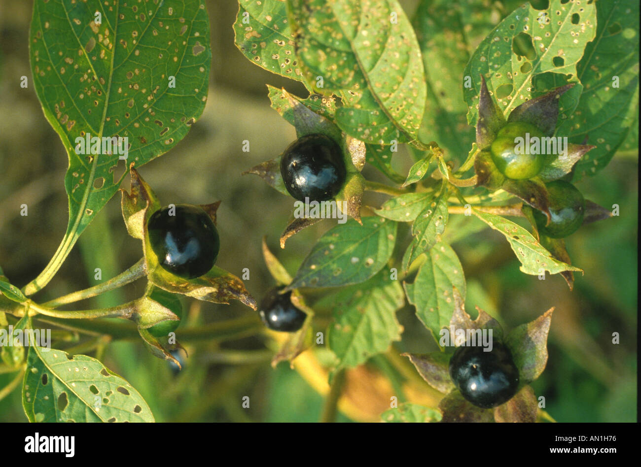 deadly nightshade (Atropa belladonna), mature fruits, very poisonous Stock Photo