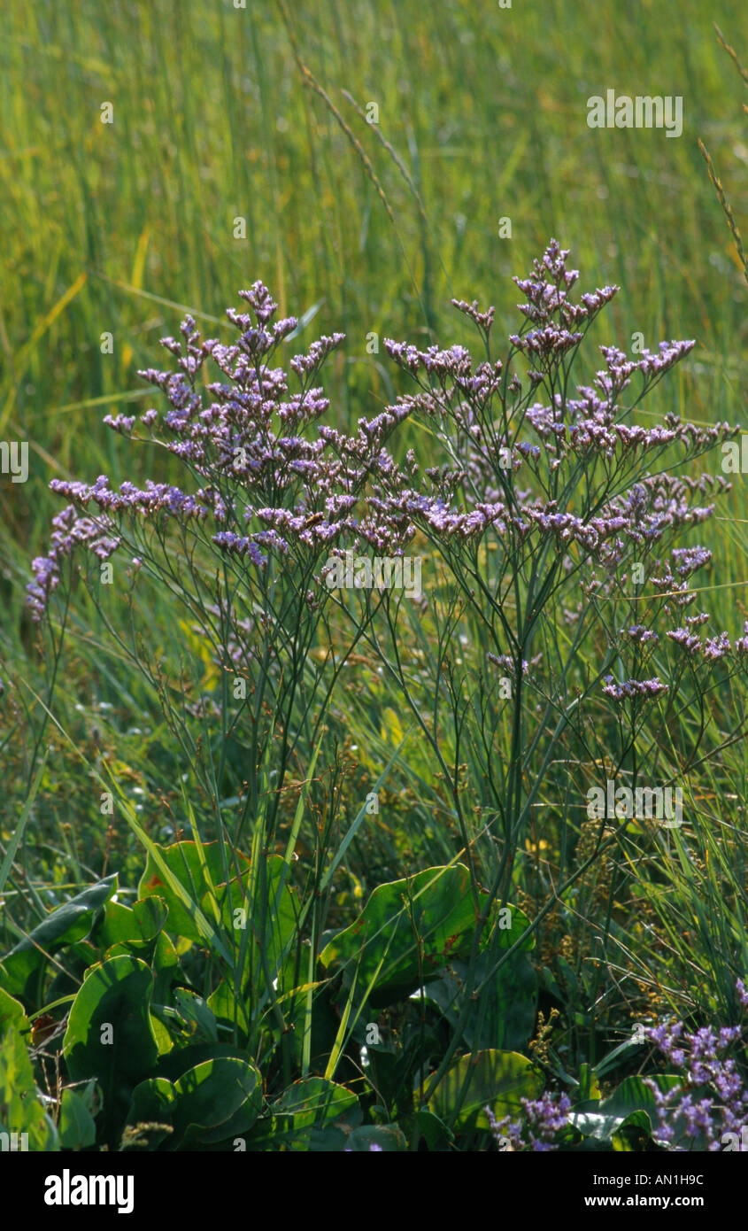 common sea-lavender, mediterranean sea-lavender (Limonium vulgare), blooming, halophyte, France, Brittany Stock Photo