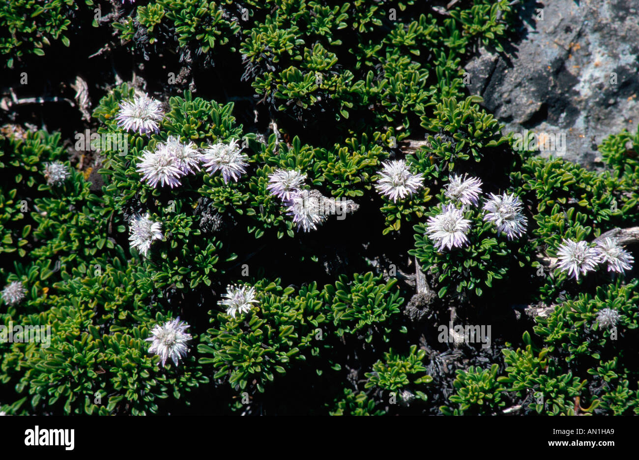 matted globularia (Globularia repens), blooming, France Stock Photo
