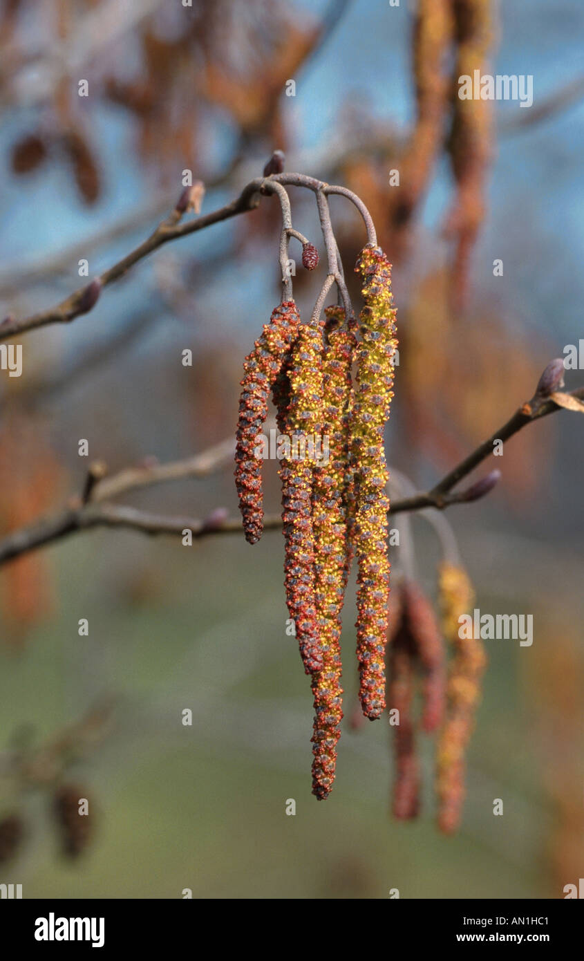 Wind of pollen alder tree hi-res stock photography and images - Alamy