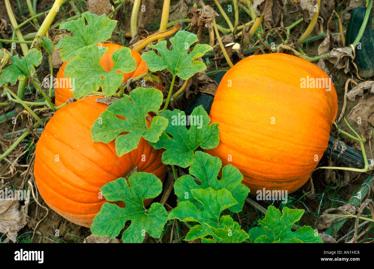marrow, field pumpkin (Cucurbita pepo), fruits, Germany Stock Photo