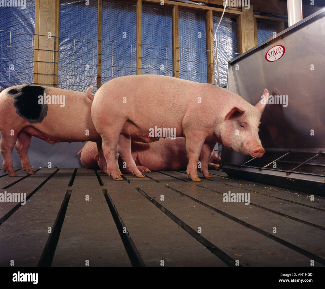 MARKET WEIGHT PIGS IN PEN FEEDING PENNSYLVANIA Stock Photo