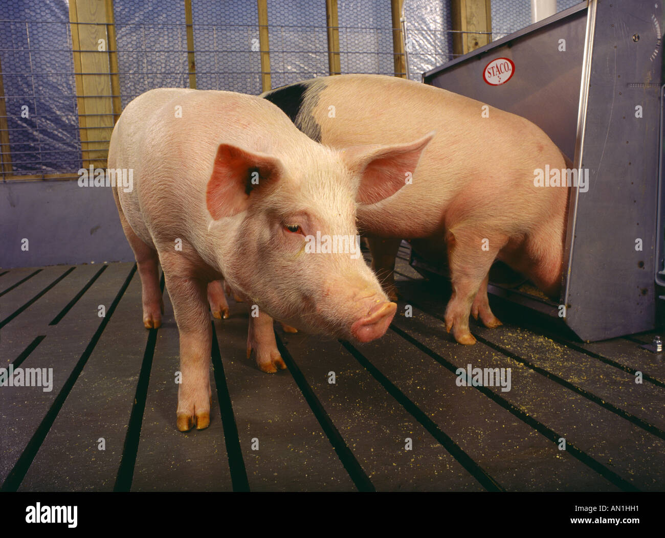 MARKET WEIGHT PIGS IN PEN FEEDING PENNSYLVANIA Stock Photo Alamy