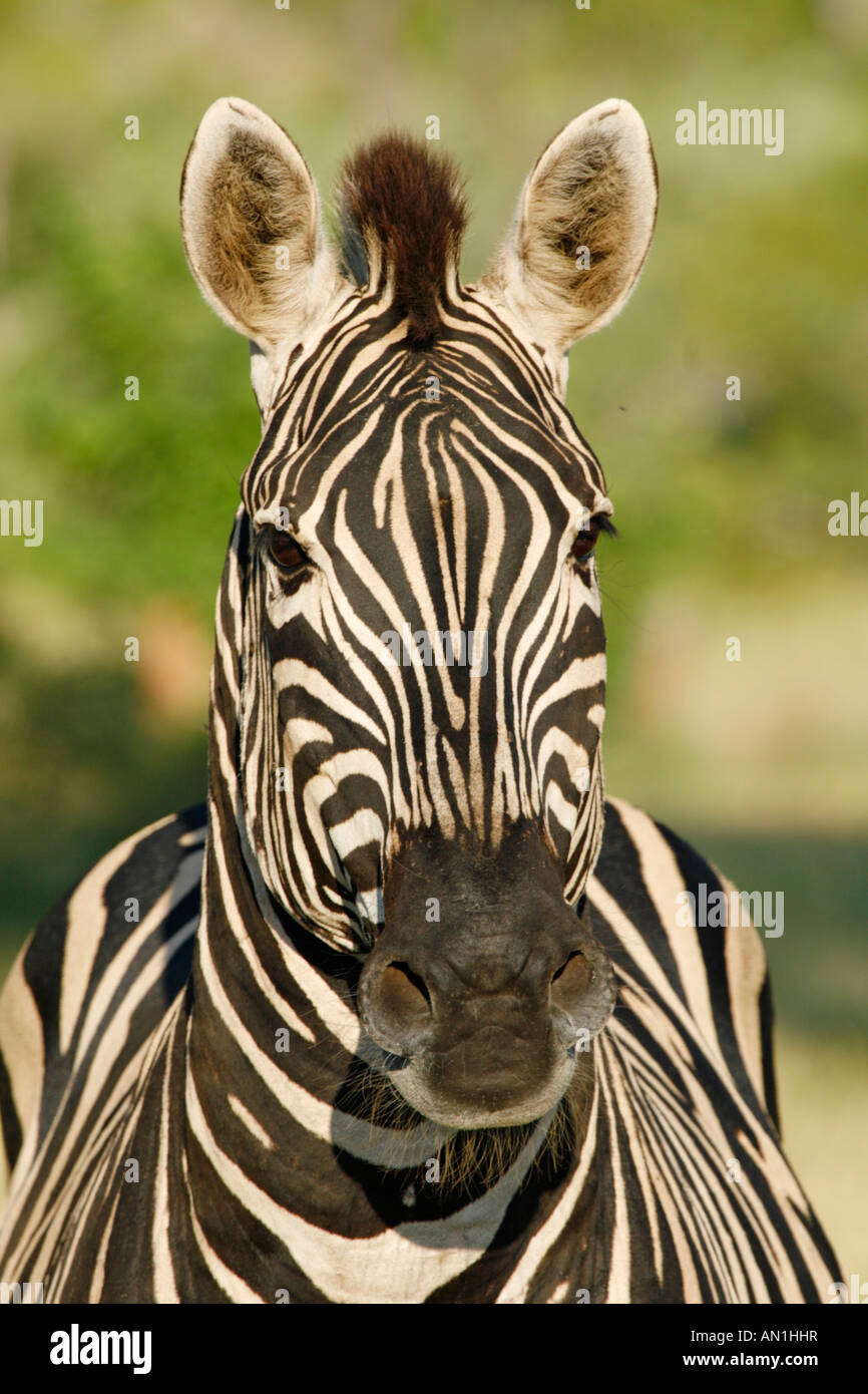 Head on portrait of a Burchells zebra snorting with its nostrils flared Stock Photo