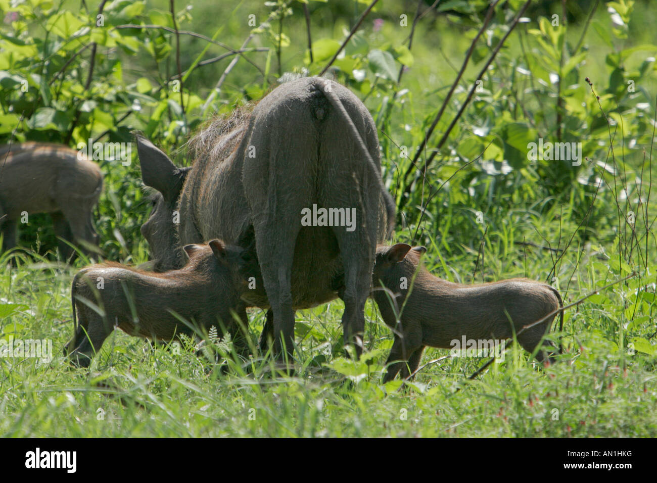 Warthog suckling two youngsters Stock Photo