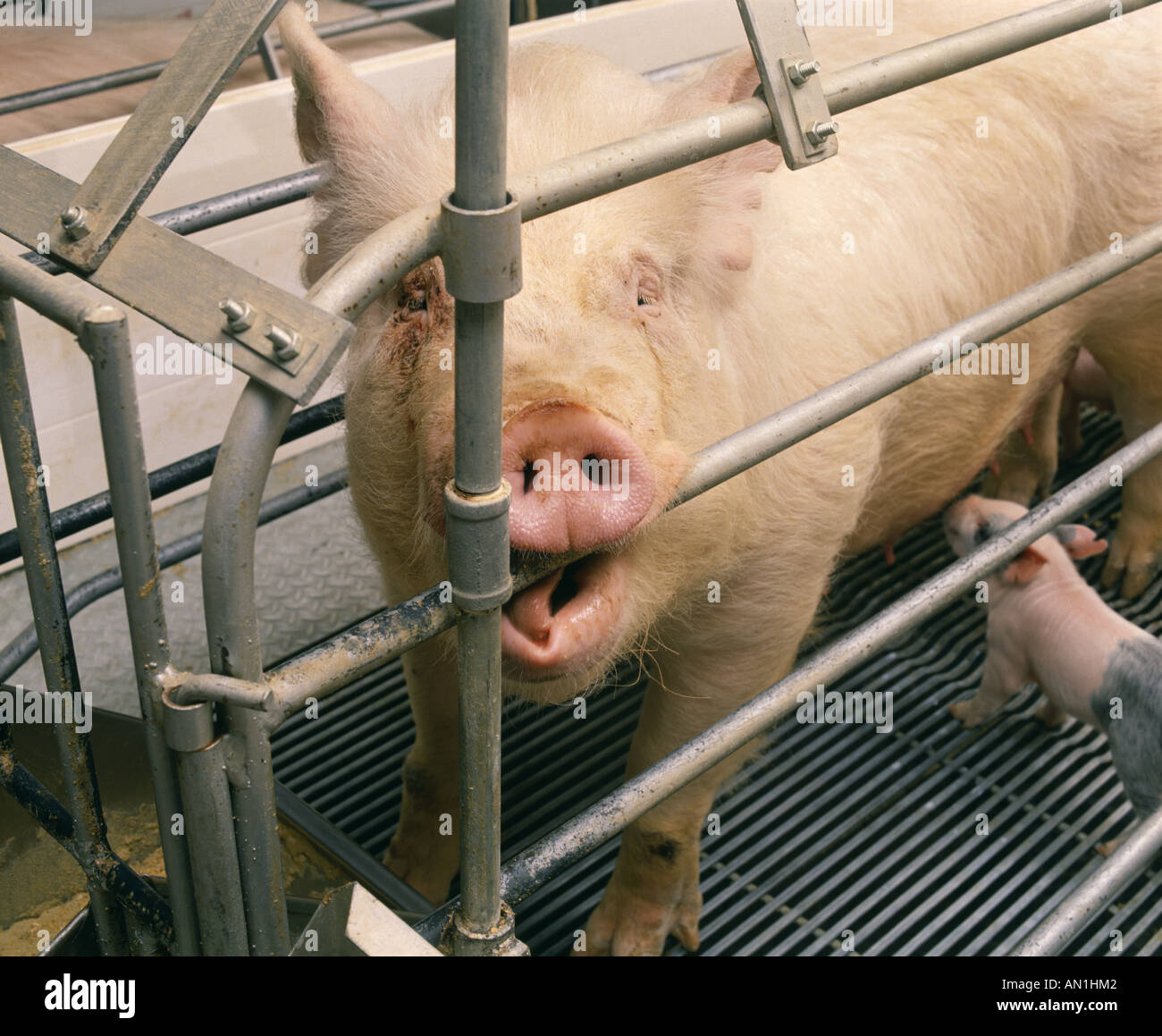CLOSE UP OF SOW BITING BAR OF CAGE Stock Photo Alamy
