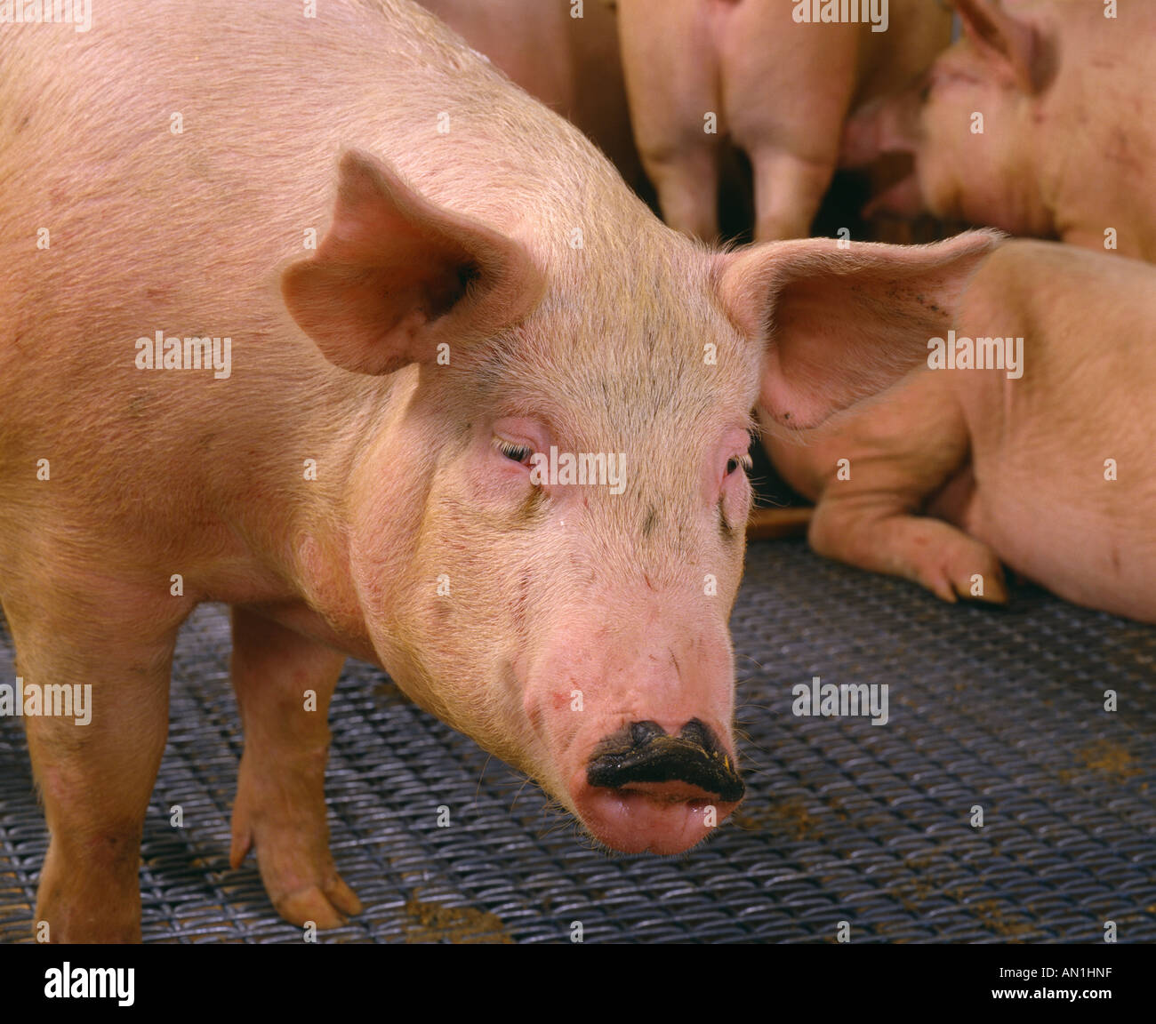 MARKET WEIGHT HOG 220 235 LBS Stock Photo Alamy