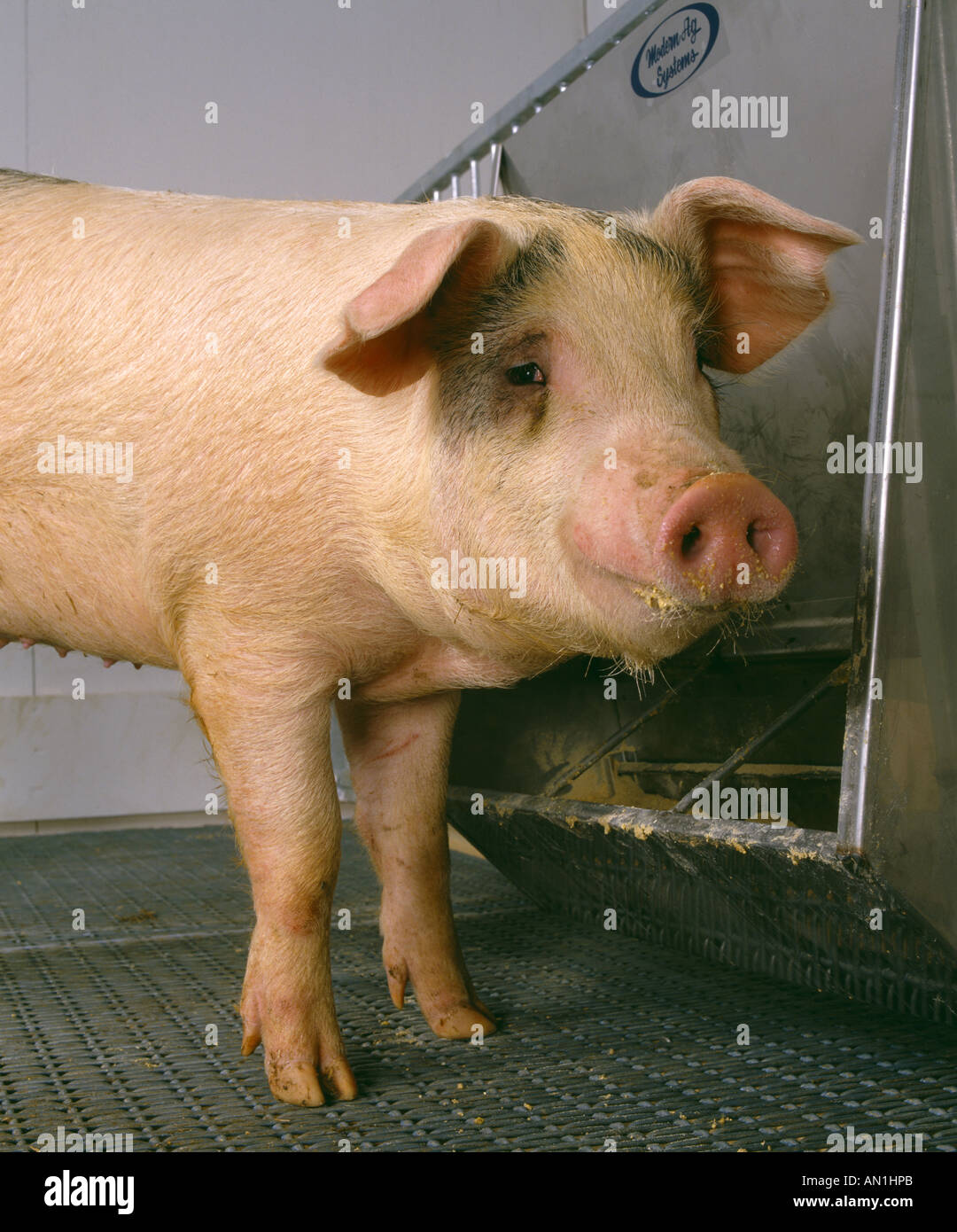 Market weight hog hires stock photography and images Alamy
