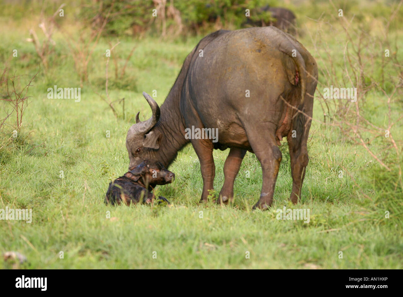 A buffalo cow standing over a newborn calf lying down in the grass Stock Photo