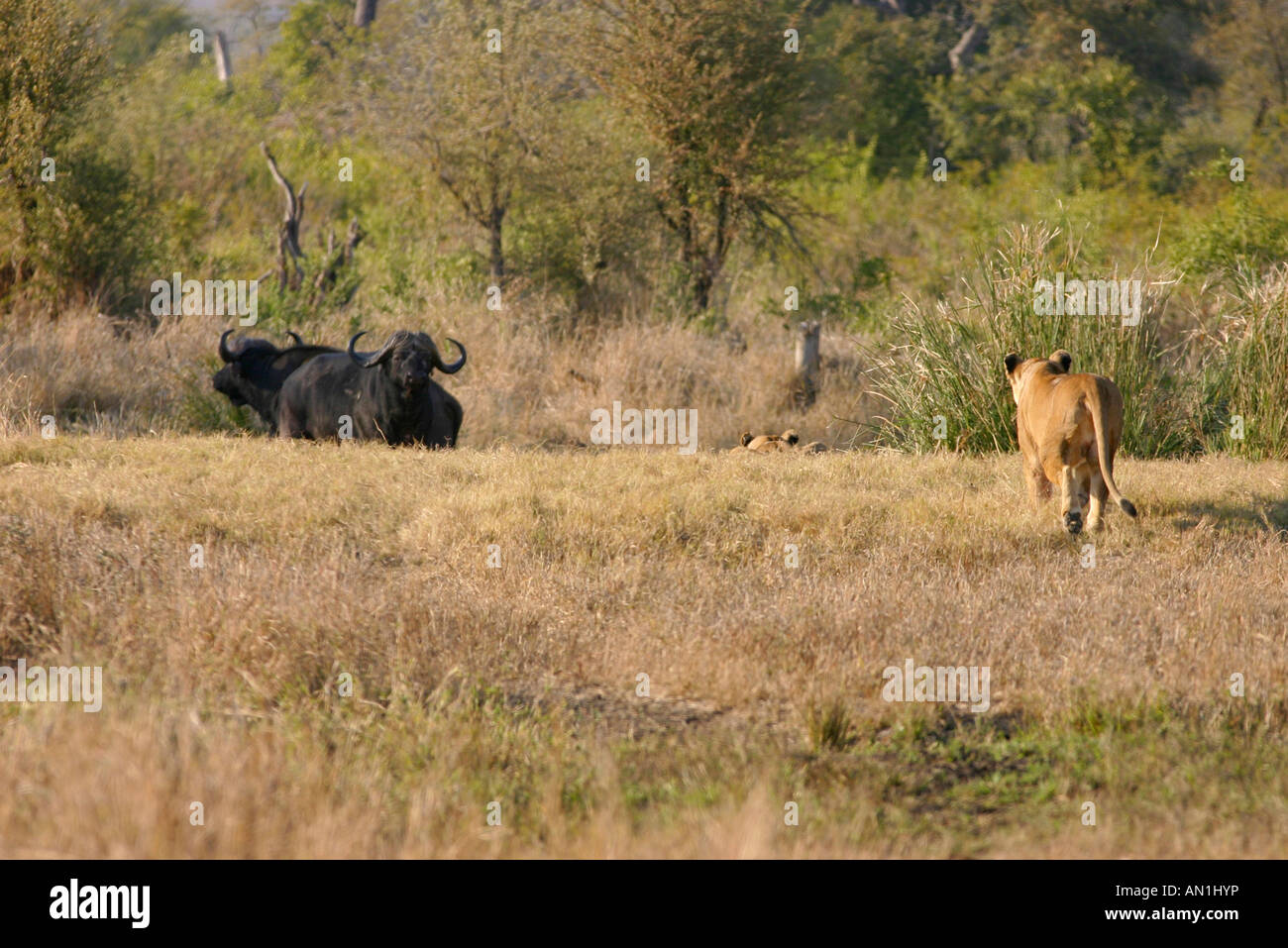 Lion female closing in on two buffalo during a hunt with one crouched in the grass ahead Stock Photo