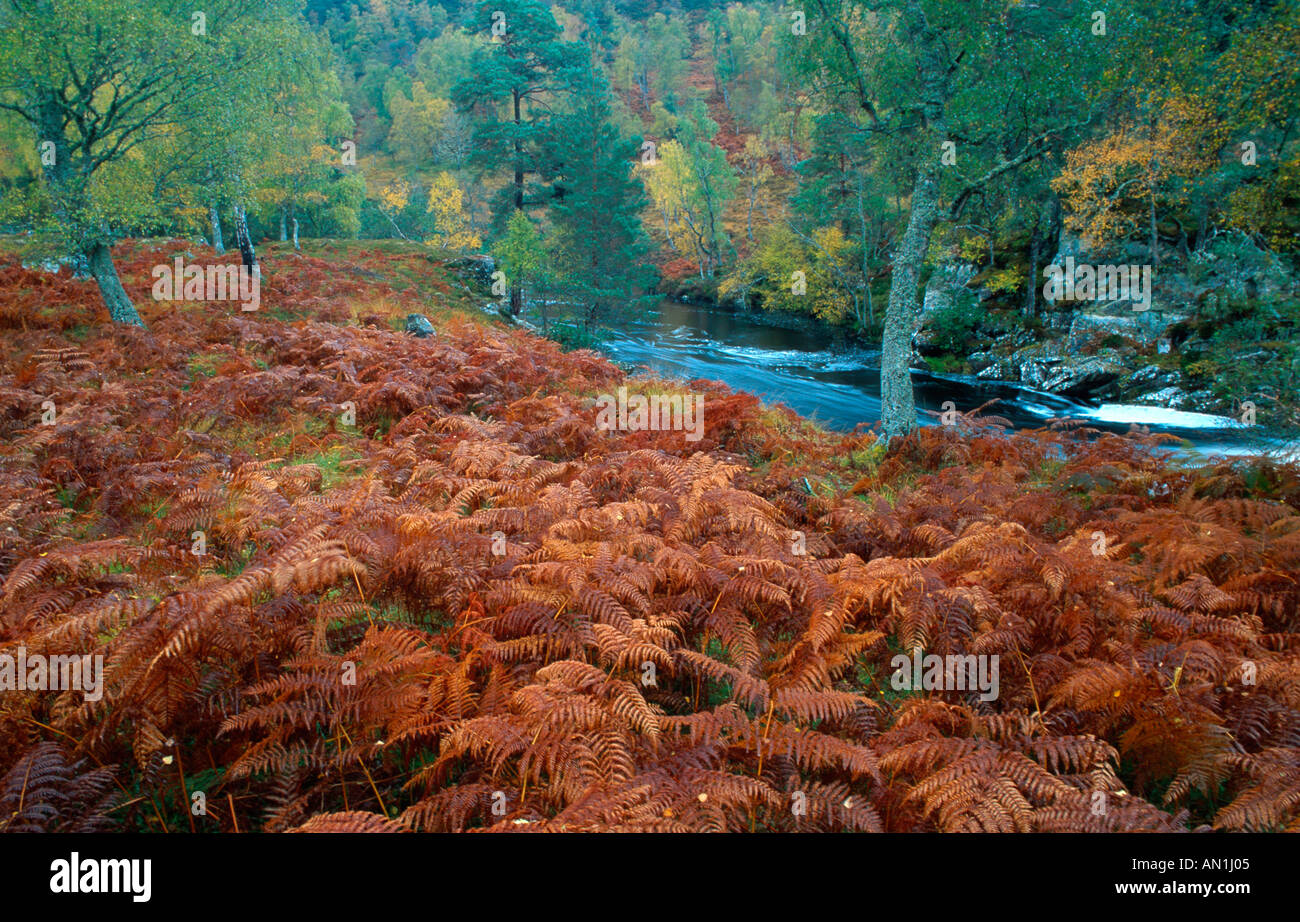 bracken fern (Pteridium aquilinum), native birch woodland, in autumn, United Kingdom, Scotland, Glen Strathfarrar NNR, Glen Str Stock Photo