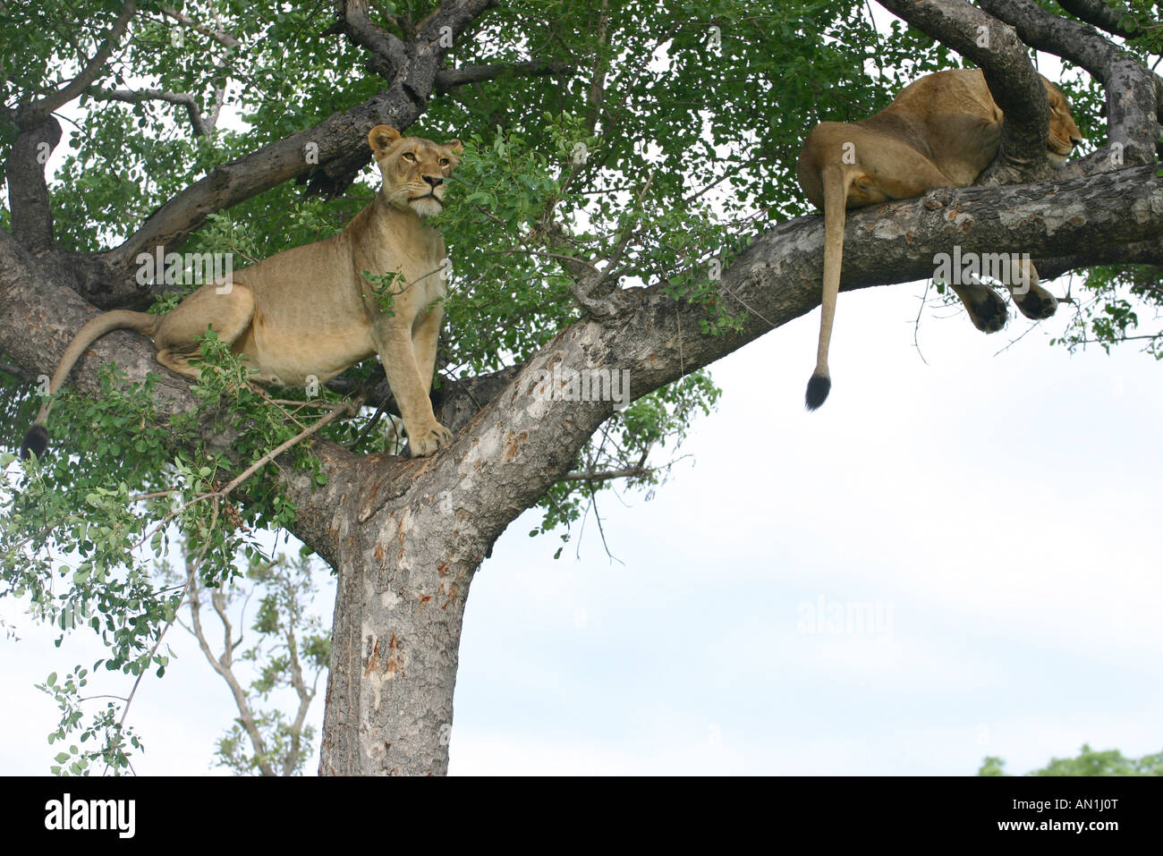 Two lions resting in the branches of a Marula tree Stock Photo