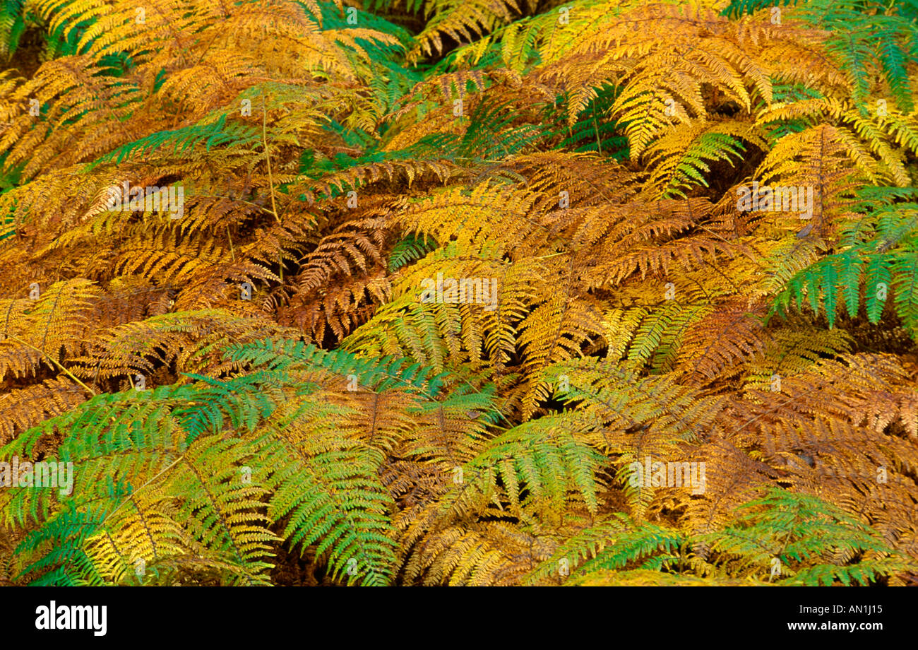 bracken fern (Pteridium aquilinum), fronds in autumn, United Kingdom, Scotland, Strathspey Stock Photo